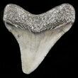 Juvenile Megalodon Tooth - South Carolina #45841-1